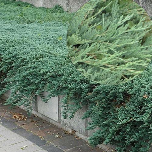 Juniperus horizontalis 'Emerald Spreader' - Roomav kadakas 'Emerald Spreader' P9/0,55L